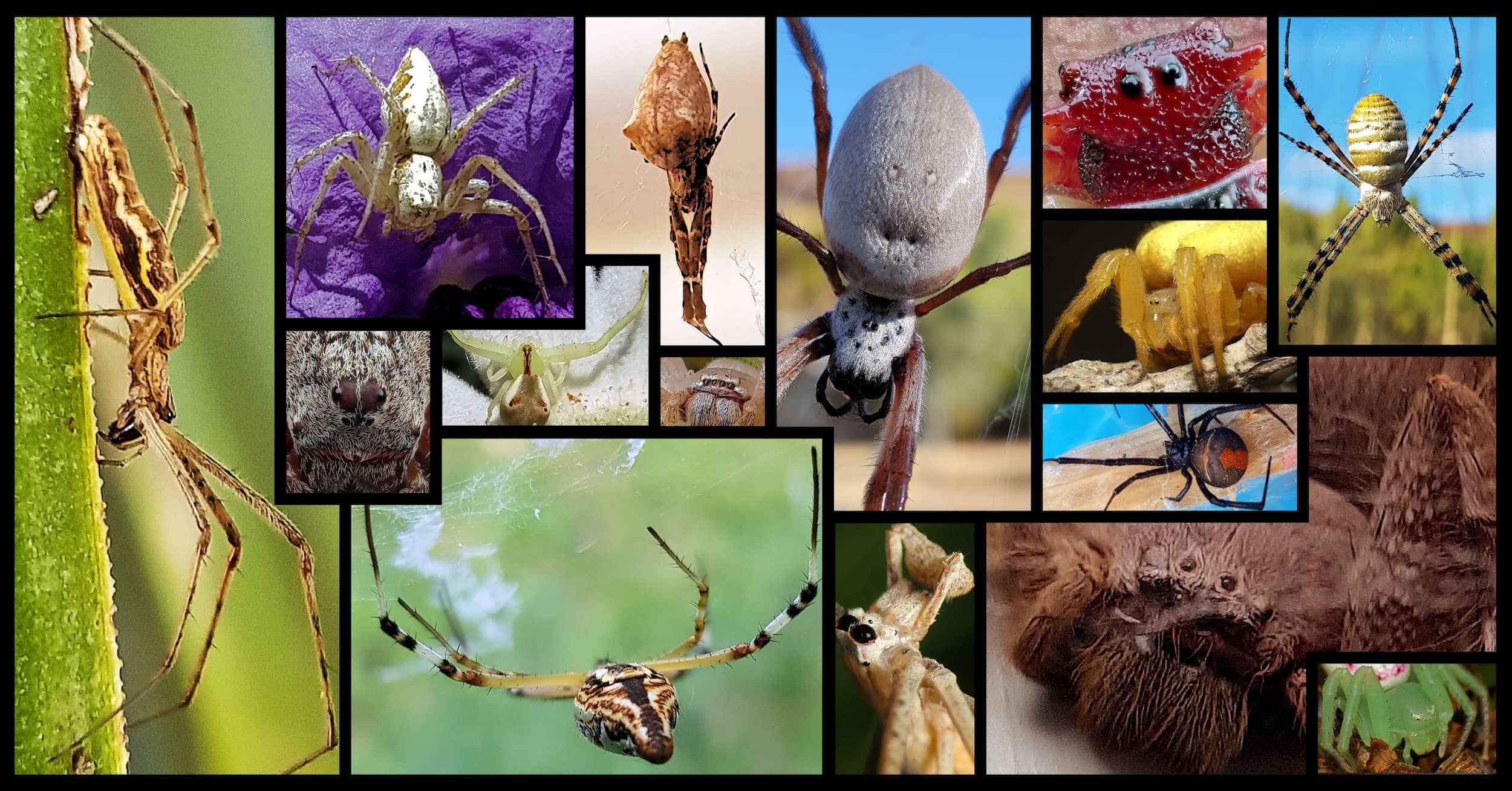 Ausemade Spider Index