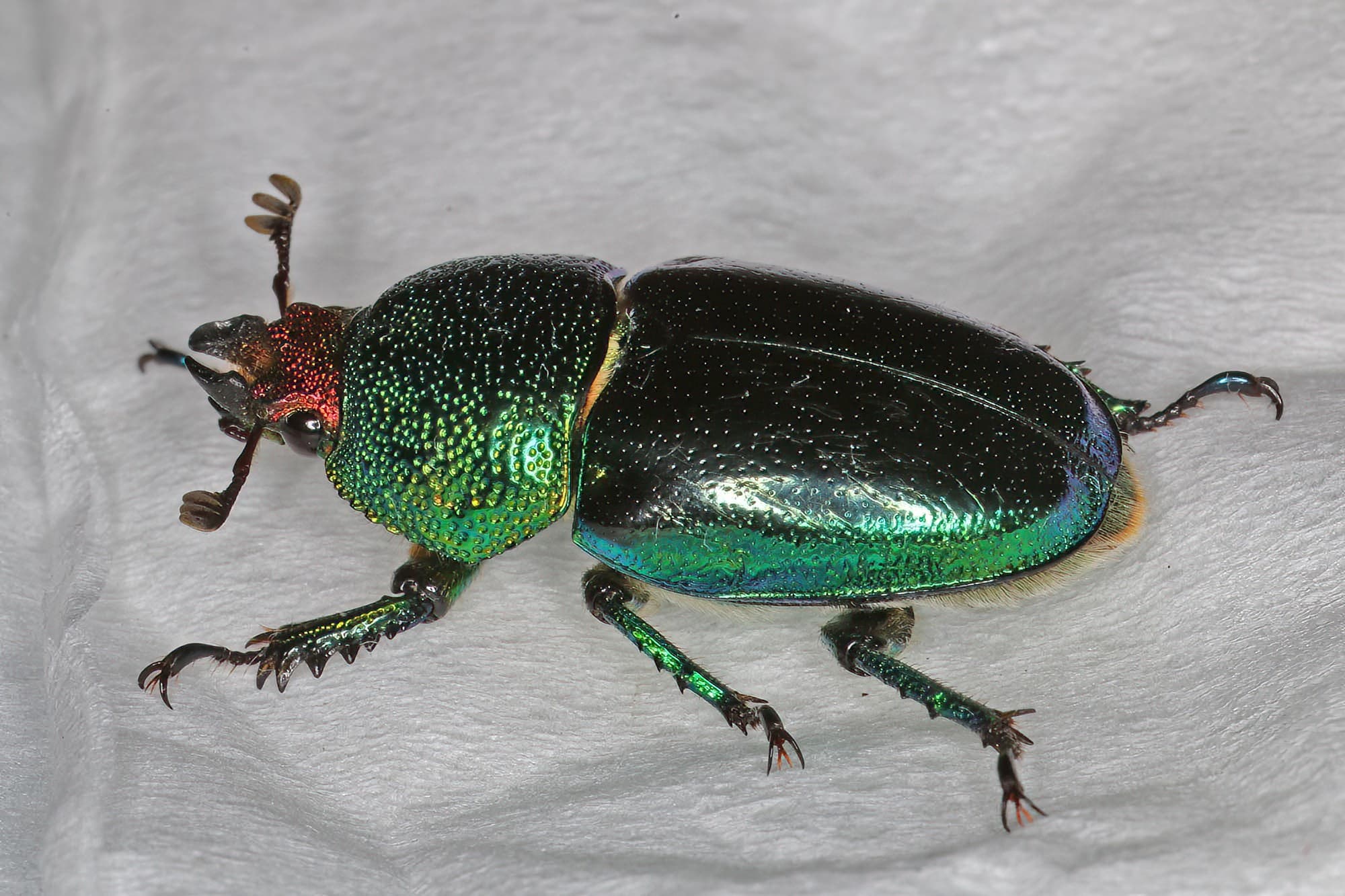 Golden Stag Beetle (Lamprima aurata), Ballandean QLD © Marc Newman