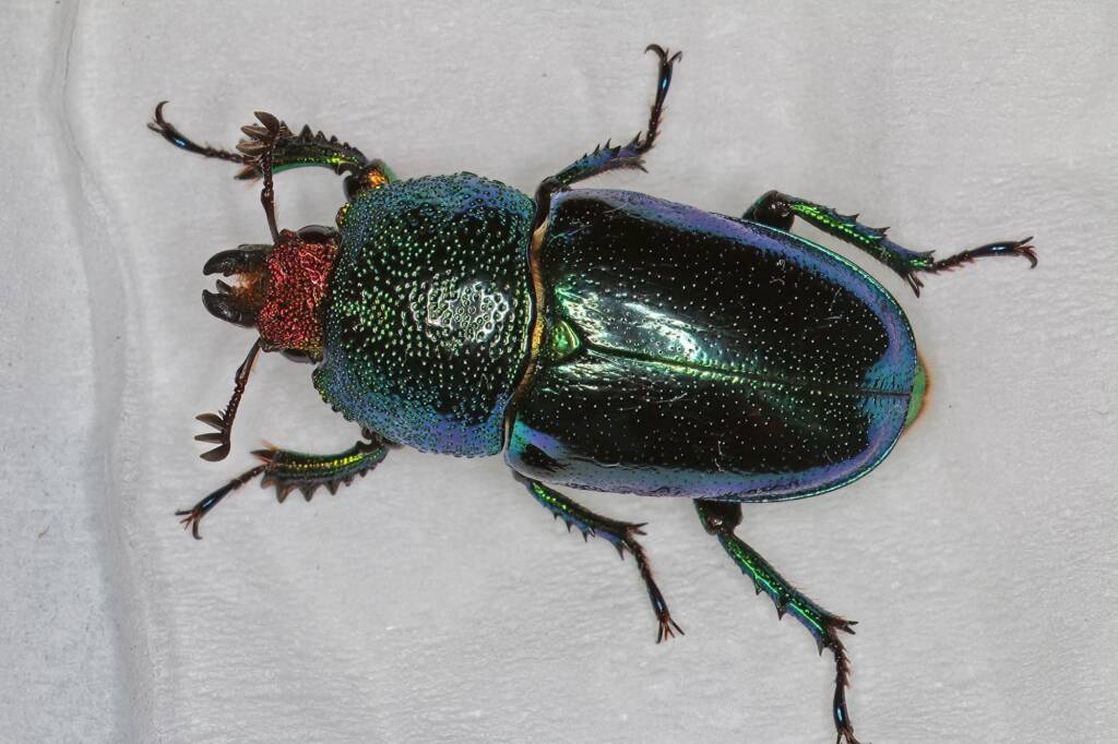 Golden Stag Beetle (Lamprima aurata), Ballandean QLD © Marc Newman