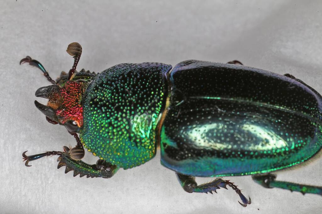 Golden Stag Beetle (Lamprima aurata), Ballandean QLD © Marc Newman