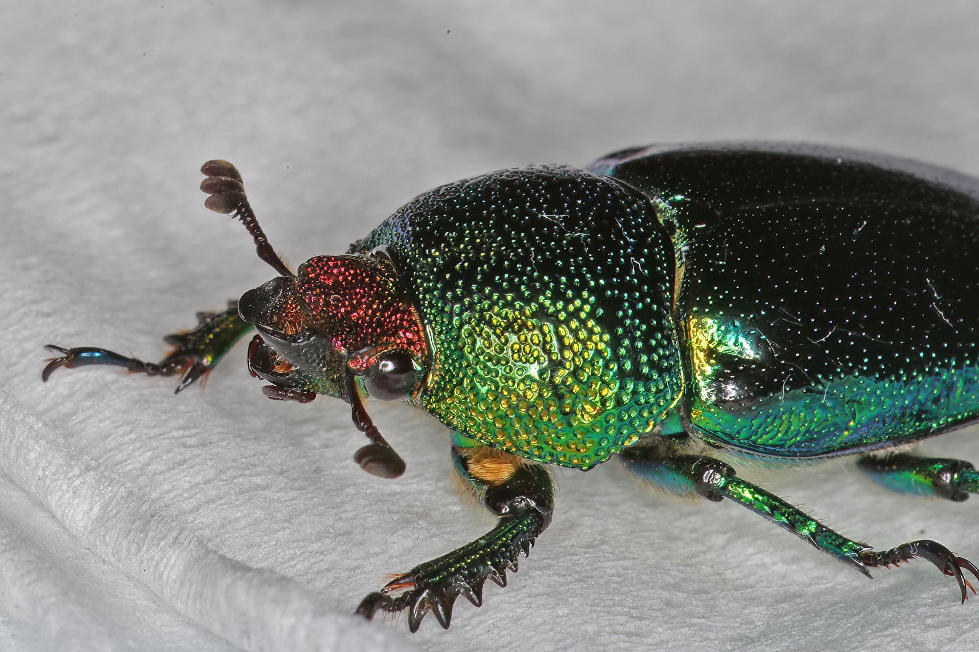 Golden Stag Beetle (Lamprima aurata), Ballandean QLD © Marc Newman