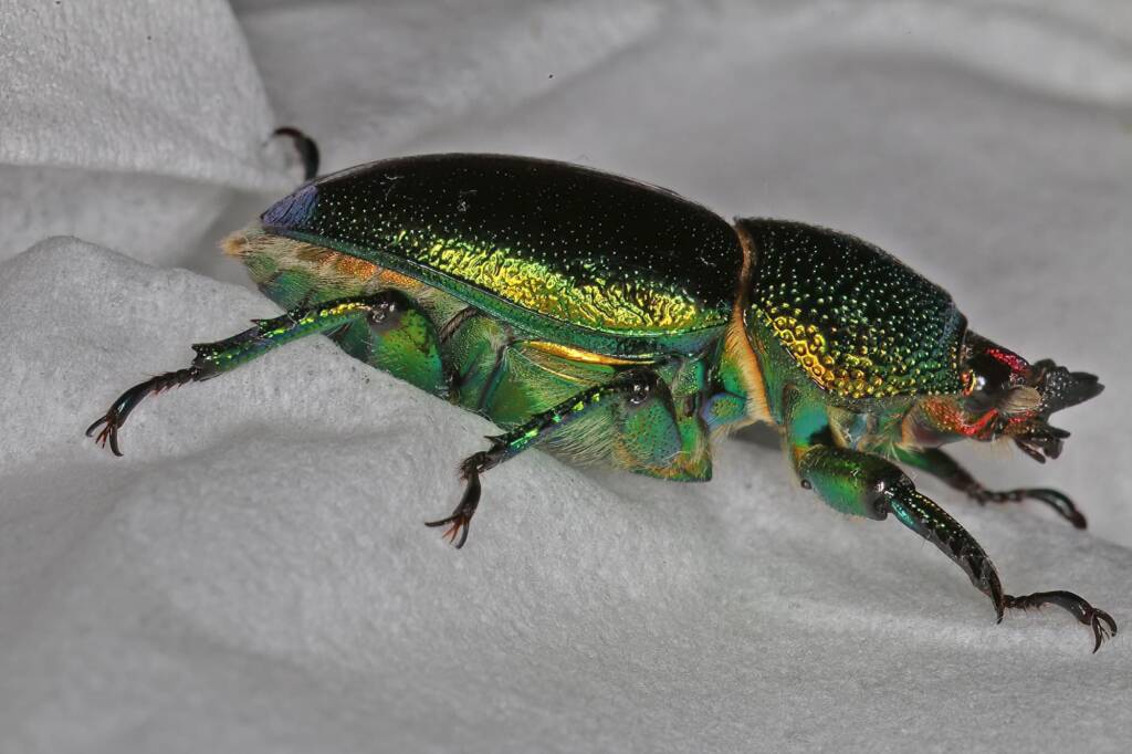 Golden Stag Beetle (Lamprima aurata), Ballandean QLD © Marc Newman