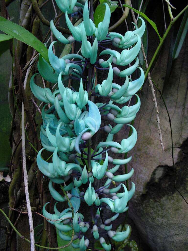 Jade Vine (Strongylodon macrobotrys), Royal Botanic Garden Sydney NSW