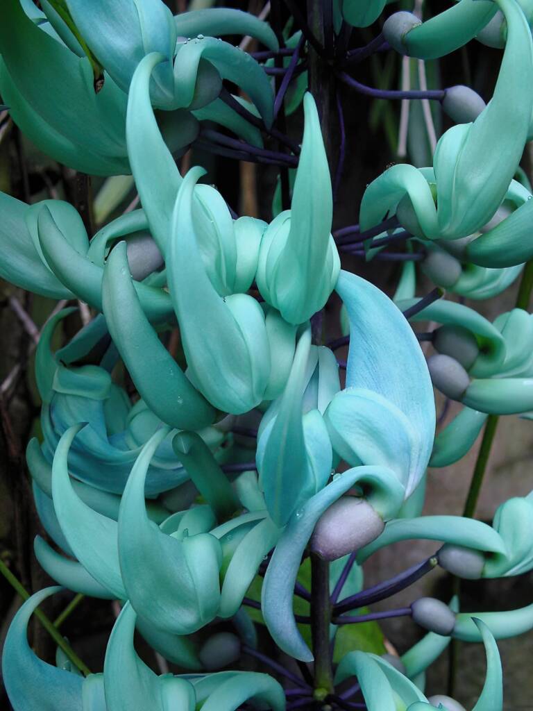 Jade Vine (Strongylodon macrobotrys), Royal Botanic Garden Sydney NSW