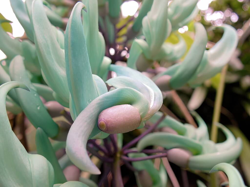 Jade Vine (Strongylodon macrobotrys), Royal Botanic Garden Sydney NSW