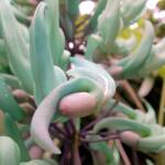 Jade Vine (Strongylodon macrobotrys), Royal Botanic Garden Sydney NSW