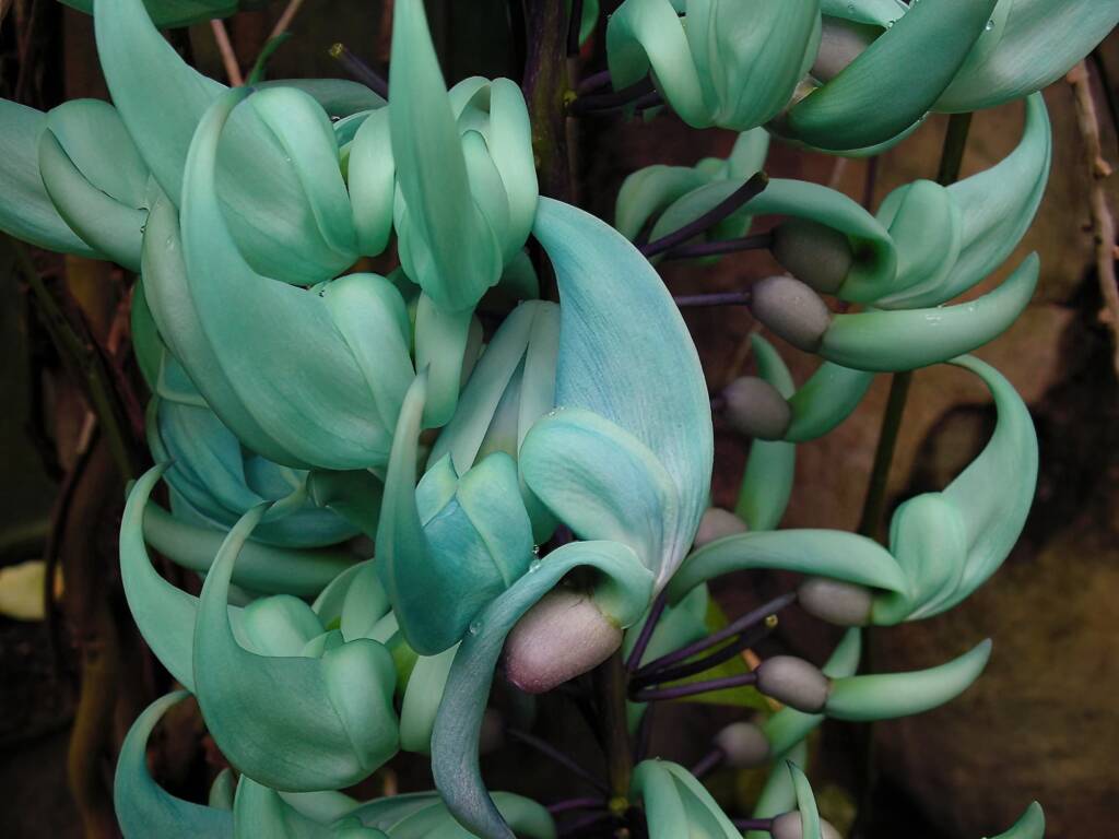 Jade Vine (Strongylodon macrobotrys), Royal Botanic Garden Sydney NSW
