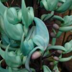 Jade Vine (Strongylodon macrobotrys), Royal Botanic Garden Sydney NSW