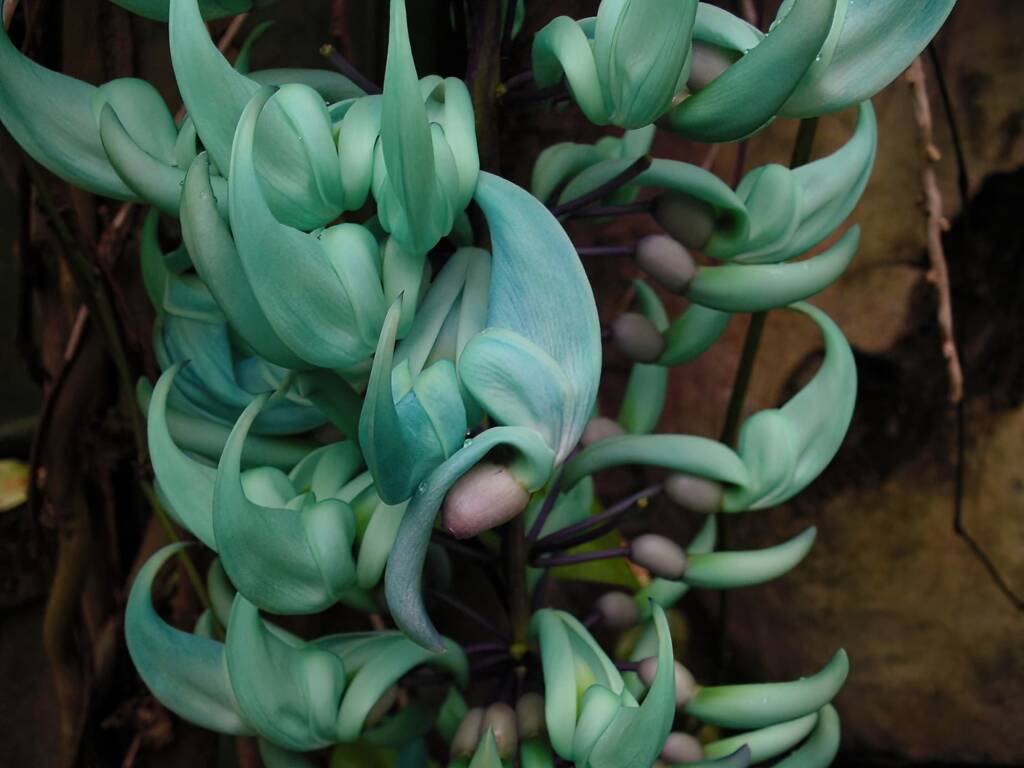 Jade Vine (Strongylodon macrobotrys), Royal Botanic Garden Sydney NSW
