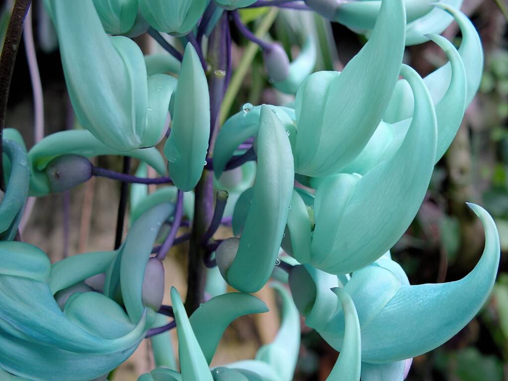 Jade Vine (Strongylodon macrobotrys), Royal Botanic Garden Sydney NSW