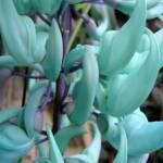 Jade Vine (Strongylodon macrobotrys), Royal Botanic Garden Sydney NSW