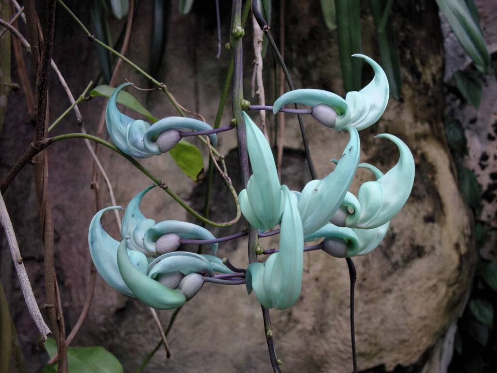 Jade Vine (Strongylodon macrobotrys), Royal Botanic Garden Sydney NSW