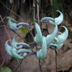 Jade Vine (Strongylodon macrobotrys), Royal Botanic Garden Sydney NSW