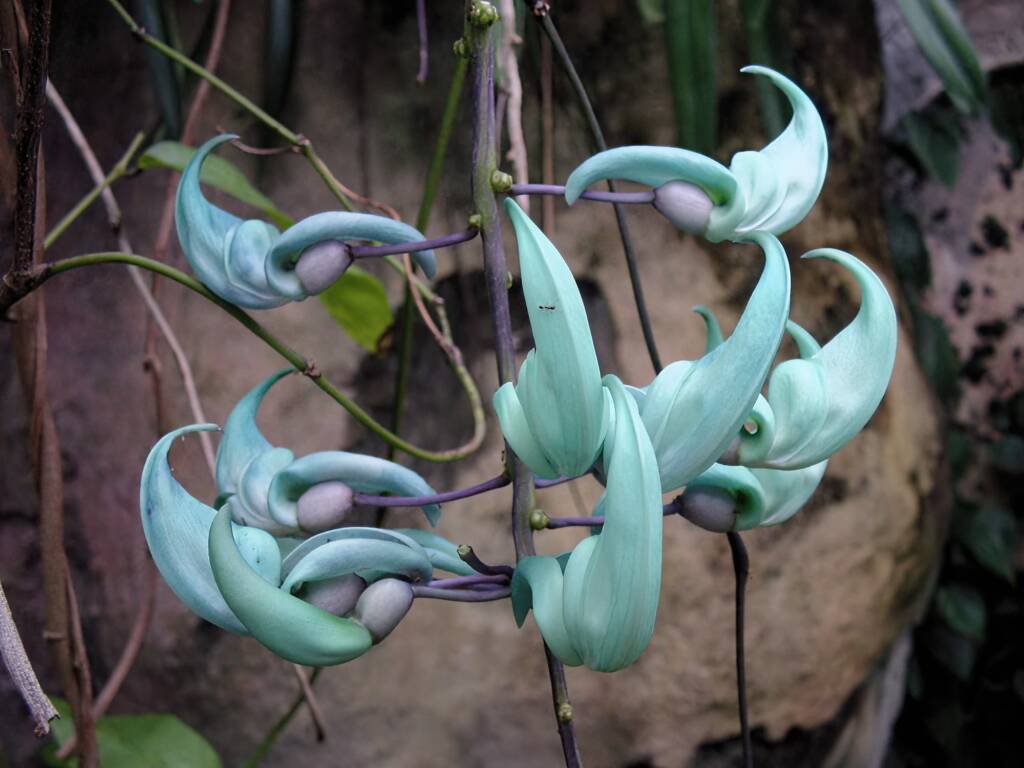 Jade Vine (Strongylodon macrobotrys), Royal Botanic Garden Sydney NSW