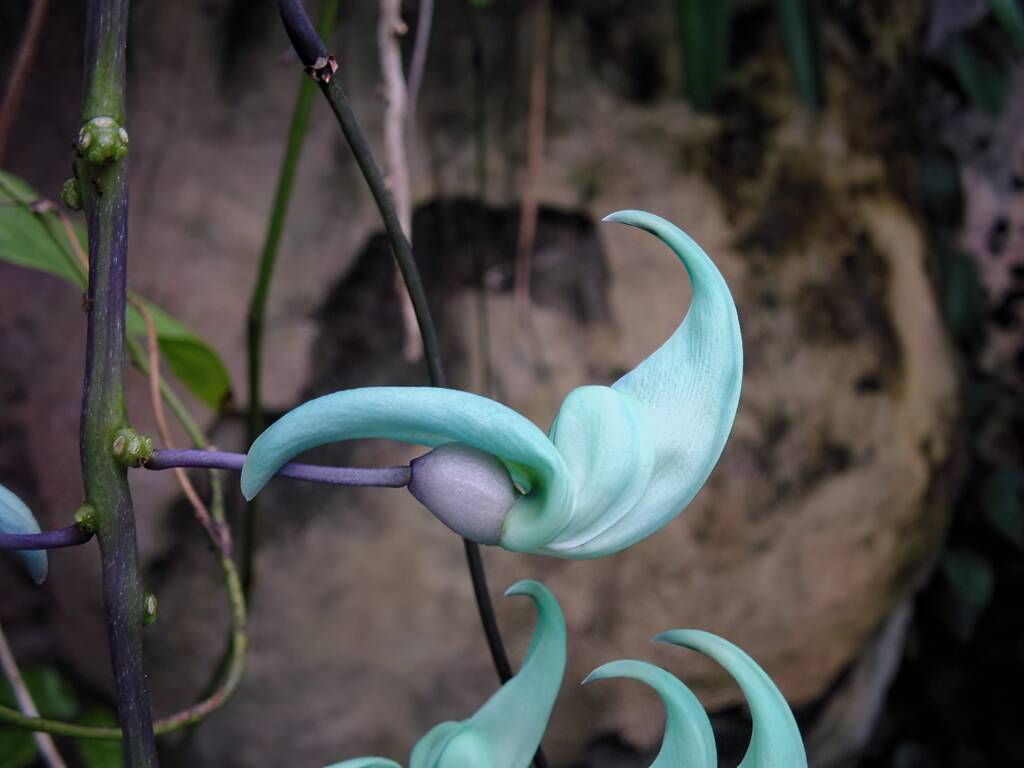 Jade Vine (Strongylodon macrobotrys), Royal Botanic Garden Sydney NSW