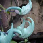 Jade Vine (Strongylodon macrobotrys), Royal Botanic Garden Sydney NSW