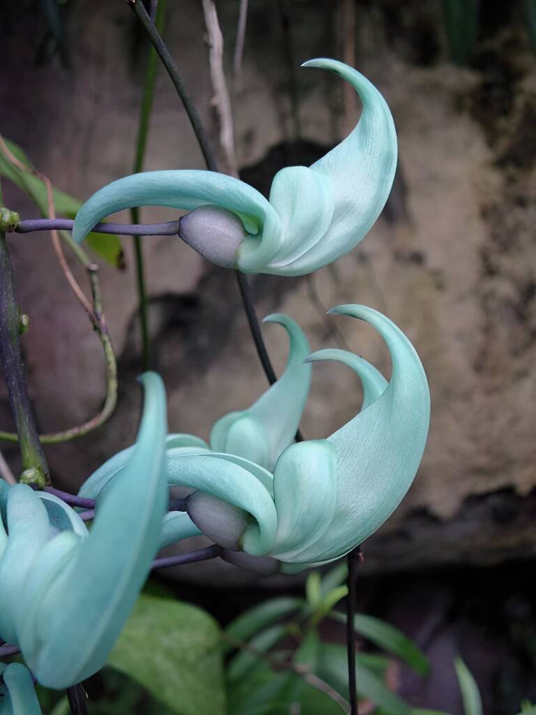 Jade Vine (Strongylodon macrobotrys), Royal Botanic Garden Sydney NSW