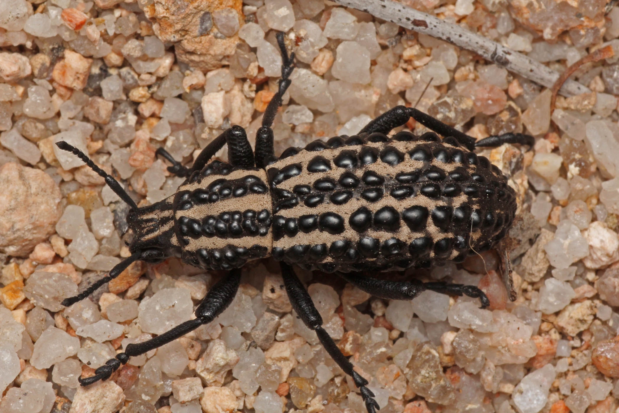 Australian Weevil (Talaurinus fergusoni), Ballandean QLD © Marc Newman
