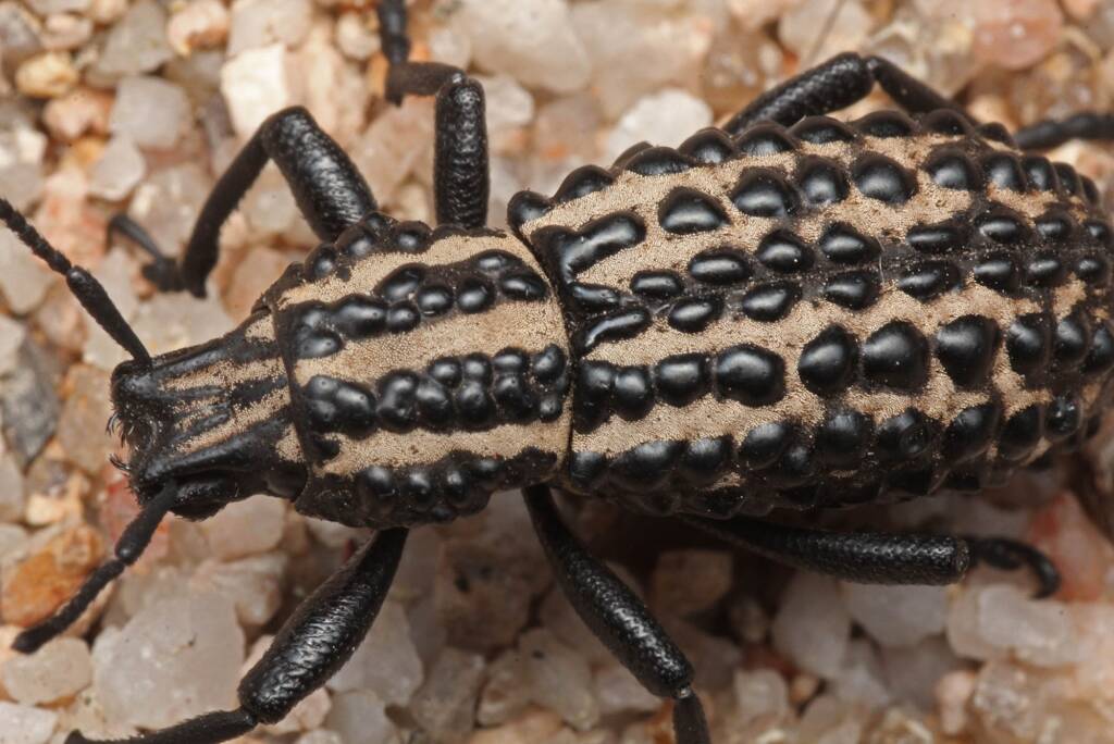 Australian Weevil (Talaurinus fergusoni), Ballandean QLD © Marc Newman