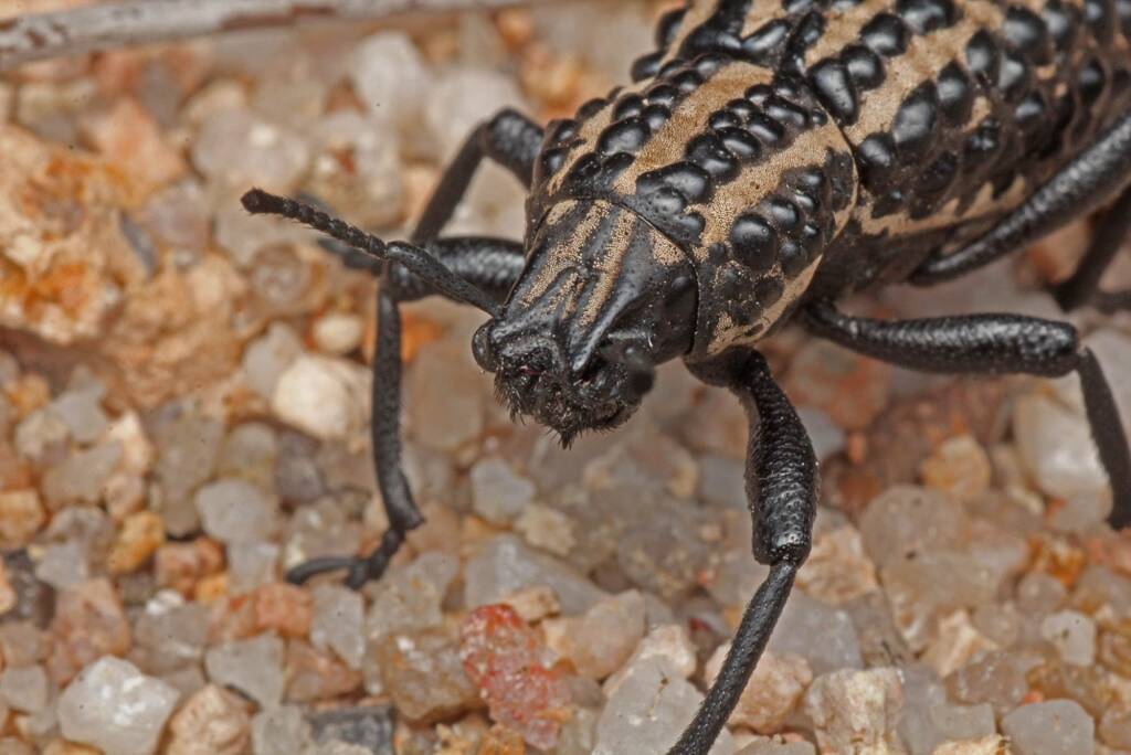 Australian Weevil (Talaurinus fergusoni), Ballandean QLD © Marc Newman