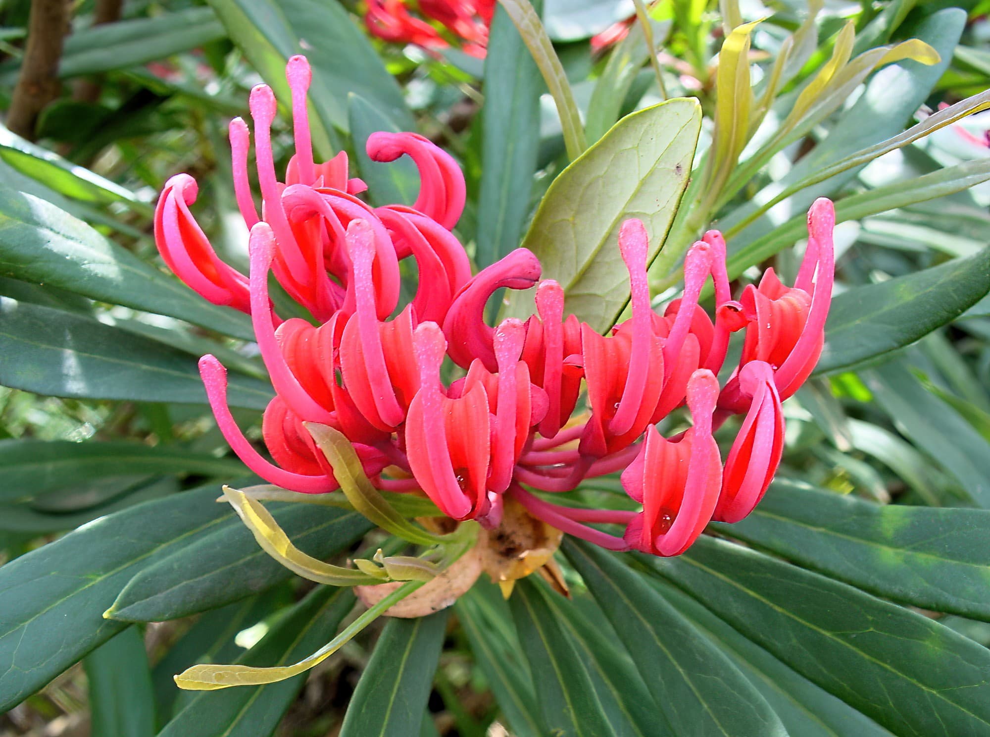 Waratah Hybrid (Telopea mongaensis x speciosissima), Blue Mountains Botanic Garden, NSW
