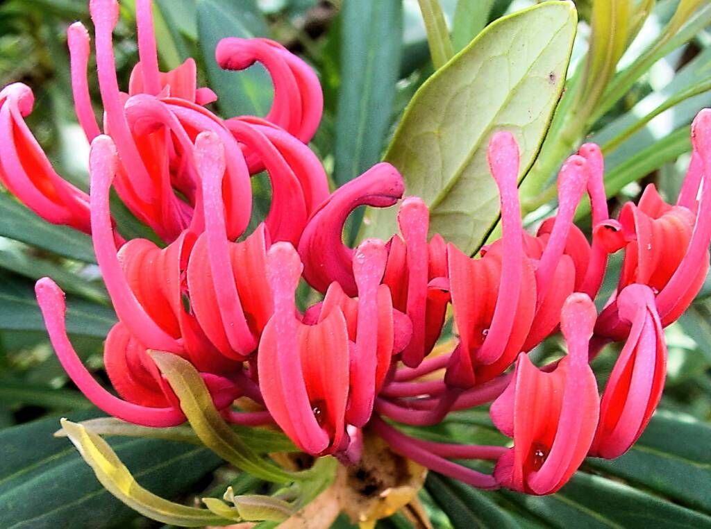 Waratah Hybrid (Telopea mongaensis x speciosissima), Blue Mountains Botanic Garden, NSW