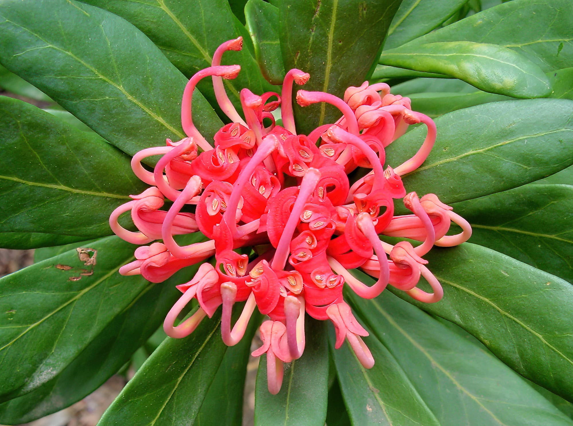 Tasmanian Waratah (Telopea truncata), Blue Mountains Botanic Garden, NSW