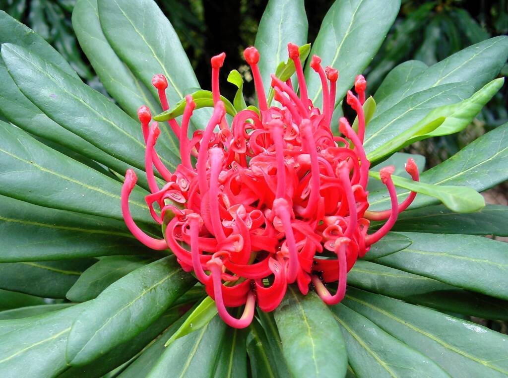 Tasmanian Waratah (Telopea truncata), Blue Mountains Botanic Garden, NSW