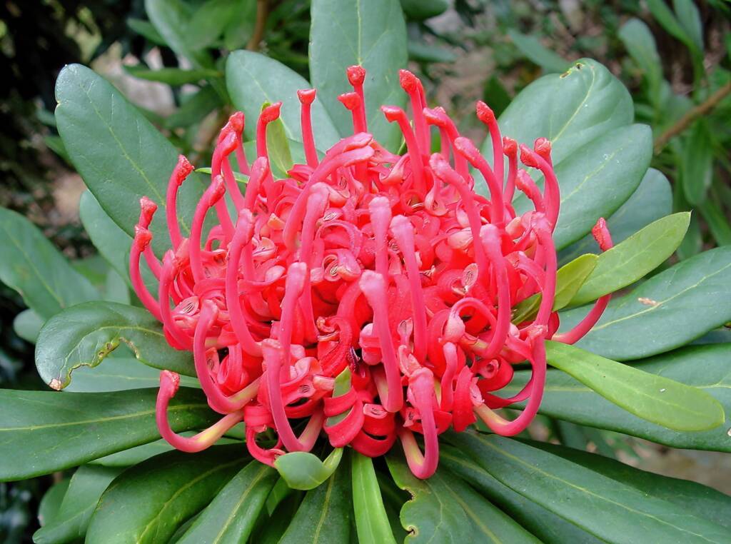 Tasmanian Waratah (Telopea truncata), Blue Mountains Botanic Garden, NSW