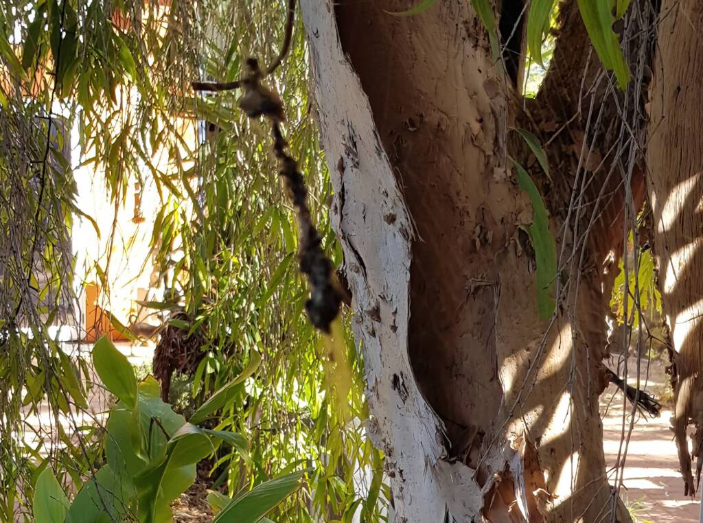 The end of my Golden Orb-weaver Spider, just the remains of the web
