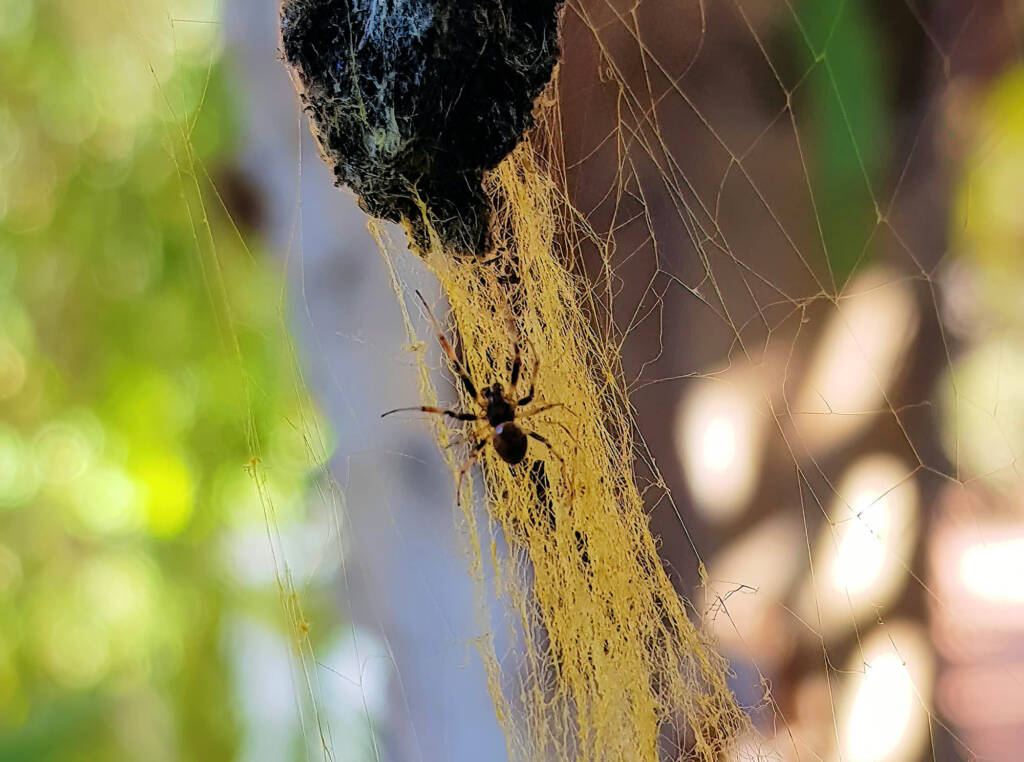 The widowed male Golden Orb-weaver Spider remains on the web