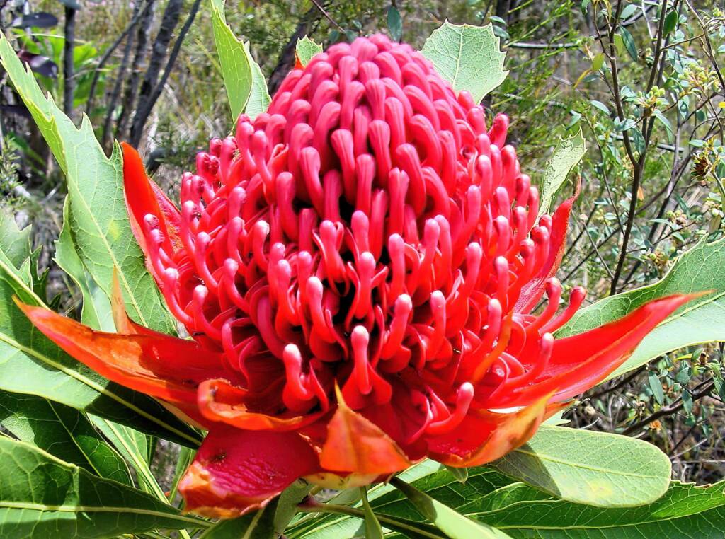 Waratah (Telopea speciosissima), Blue Mountains Botanic Garden, NSW