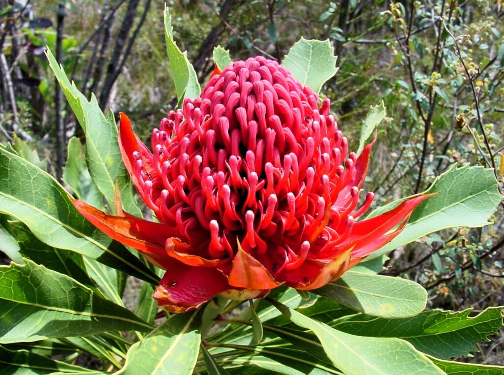 Waratah (Telopea speciosissima), Blue Mountains Botanic Garden, NSW