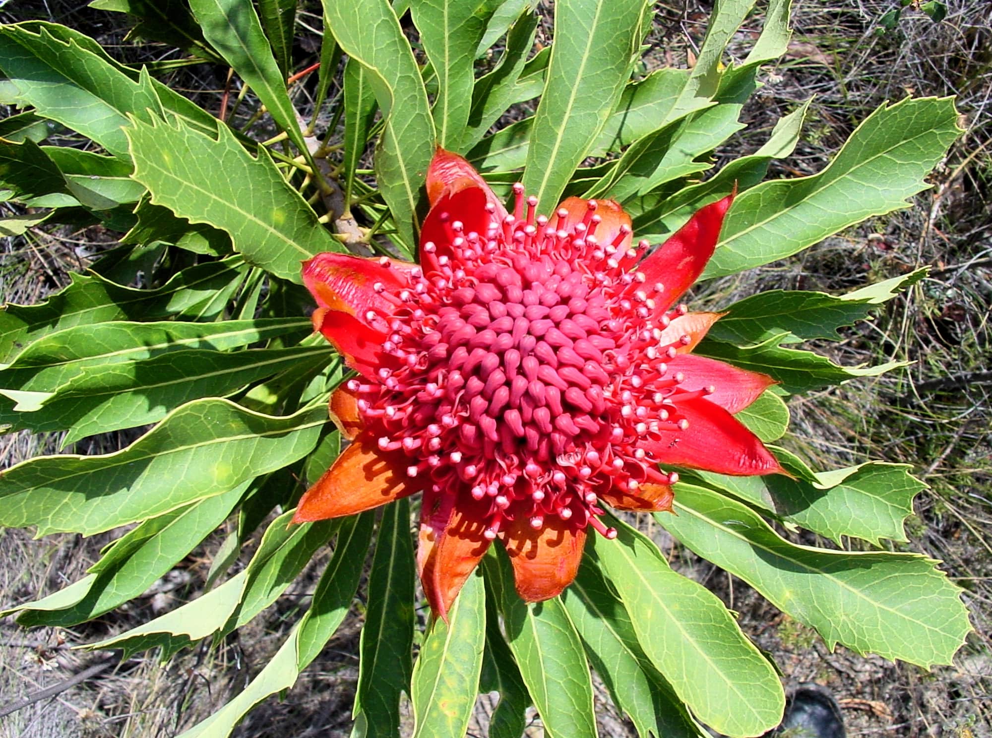 Waratah (Telopea speciosissima), Blue Mountains Botanic Garden, NSW