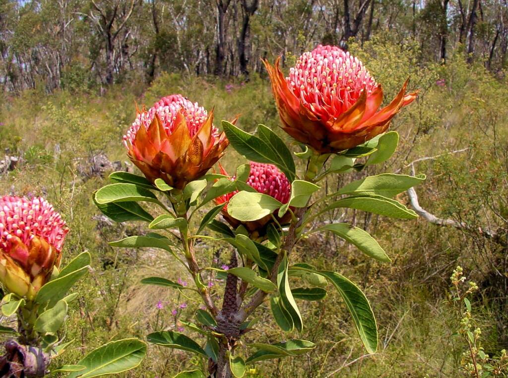 Waratah (Telopea speciosissima), Blue Mountains Botanic Garden, NSW