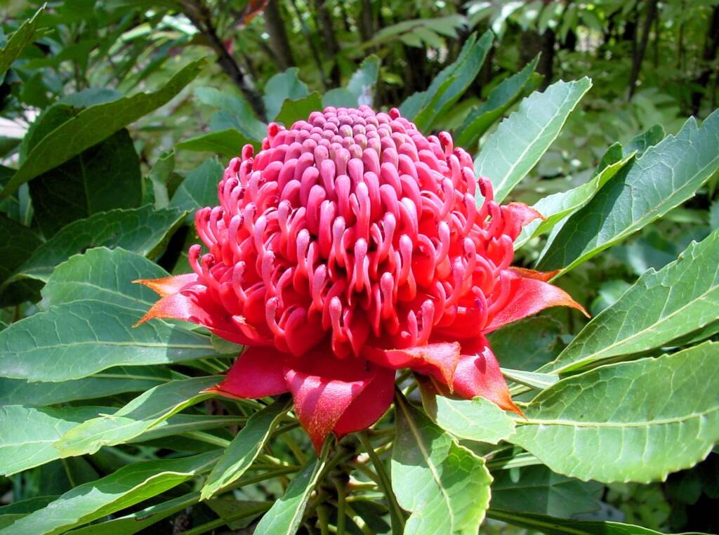 Waratah (Telopea speciosissima), Blue Mountains Botanic Garden, NSW
