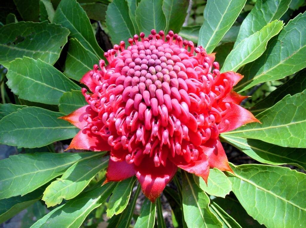 Waratah (Telopea speciosissima), Blue Mountains Botanic Garden, NSW