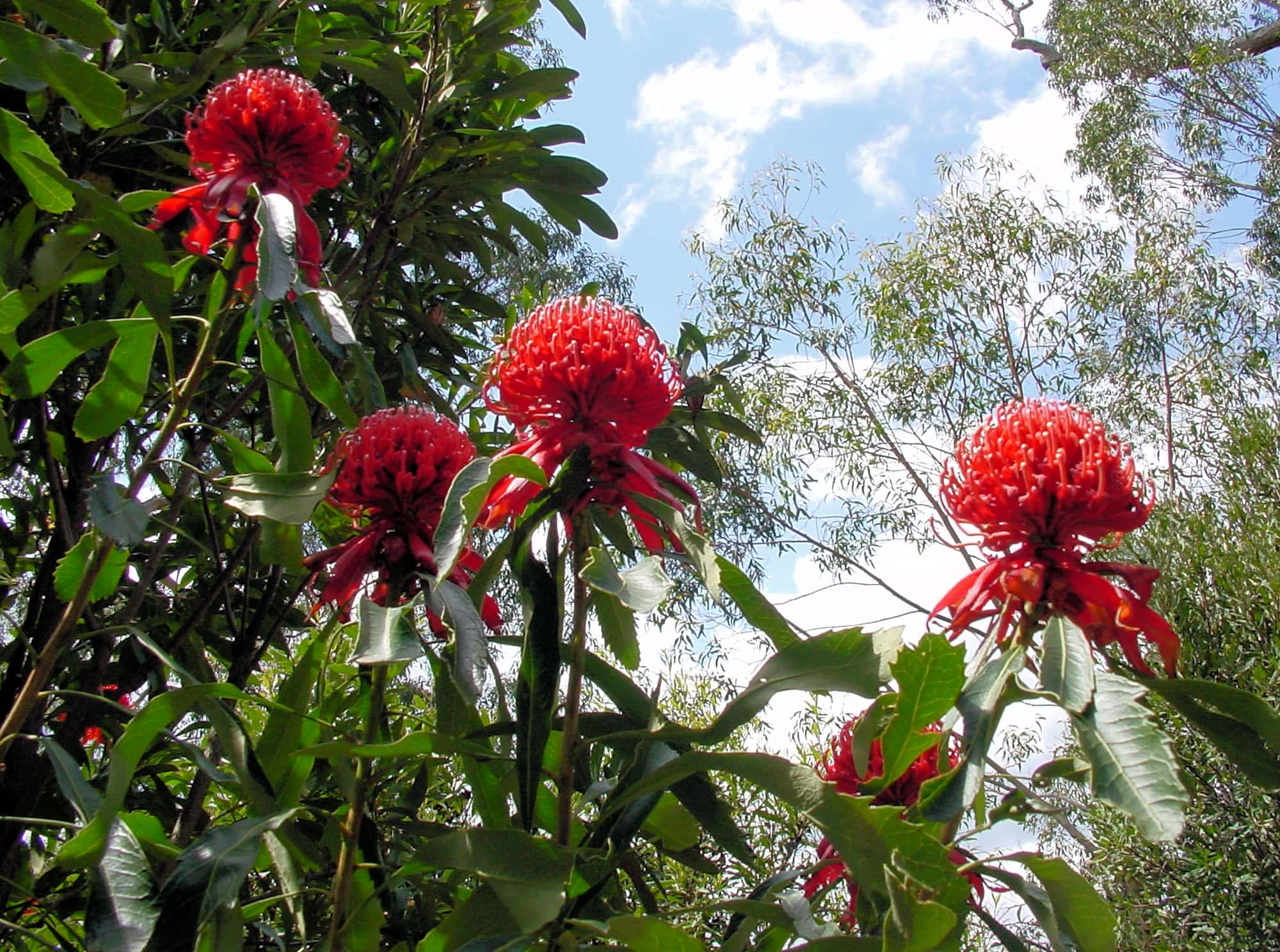 Waratah (Telopea speciosissima), Blue Mountains Botanic Garden, NSW