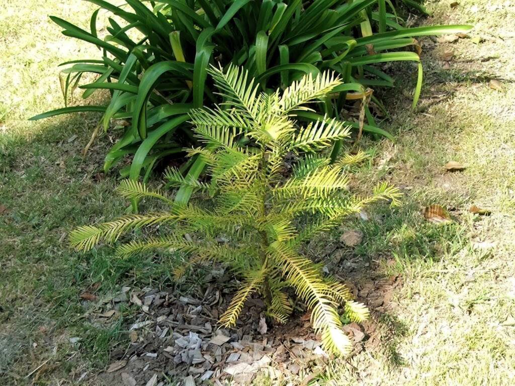 Wollemi Pine (Wollemia nobilis), Blue Mountains NSW © Phillip Shipton