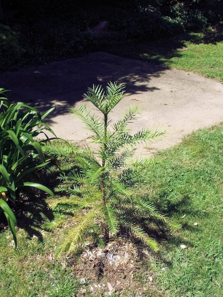 Wollemi Pine (Wollemia nobilis), Blue Mountains NSW © Phillip Shipton