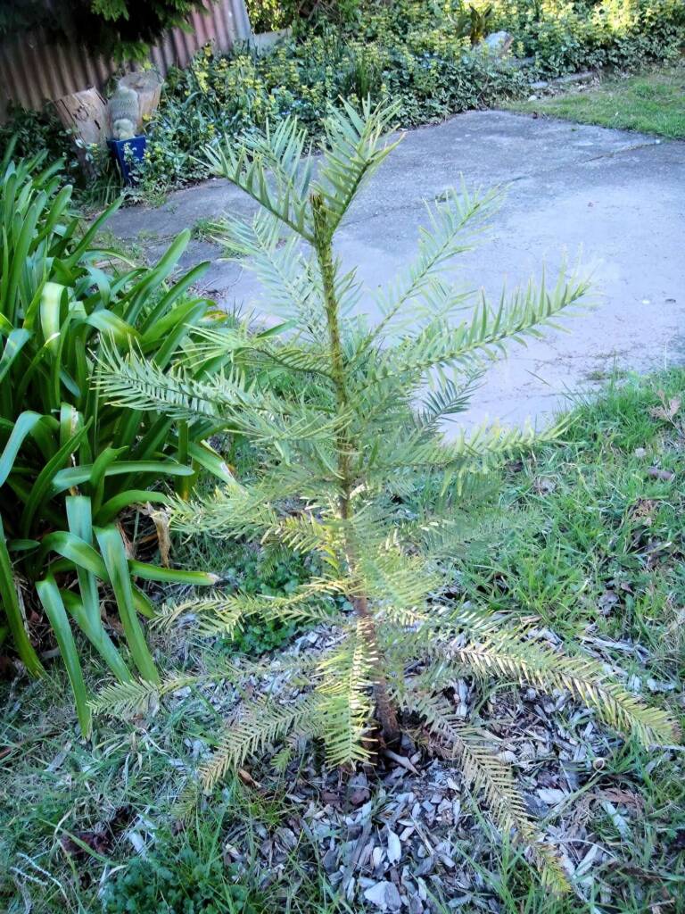 Wollemi Pine (Wollemia nobilis), Blue Mountains NSW © Phillip Shipton