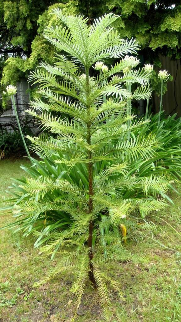 Wollemi Pine (Wollemia nobilis), Blue Mountains NSW © Phillip Shipton
