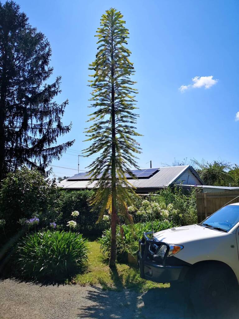 Wollemi Pine (Wollemia nobilis), Blue Mountains NSW © Phillip Shipton