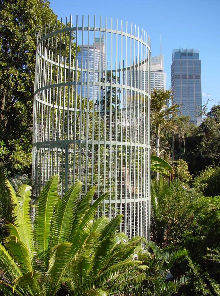 Wollemi Pine (Wollemia nobilis), Royal Botanic Garden Sydney NSW