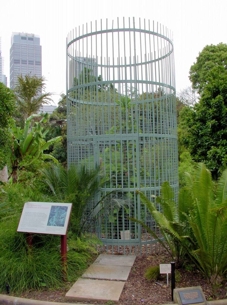 Wollemi Pine (Wollemia nobilis), Royal Botanic Garden Sydney NSW