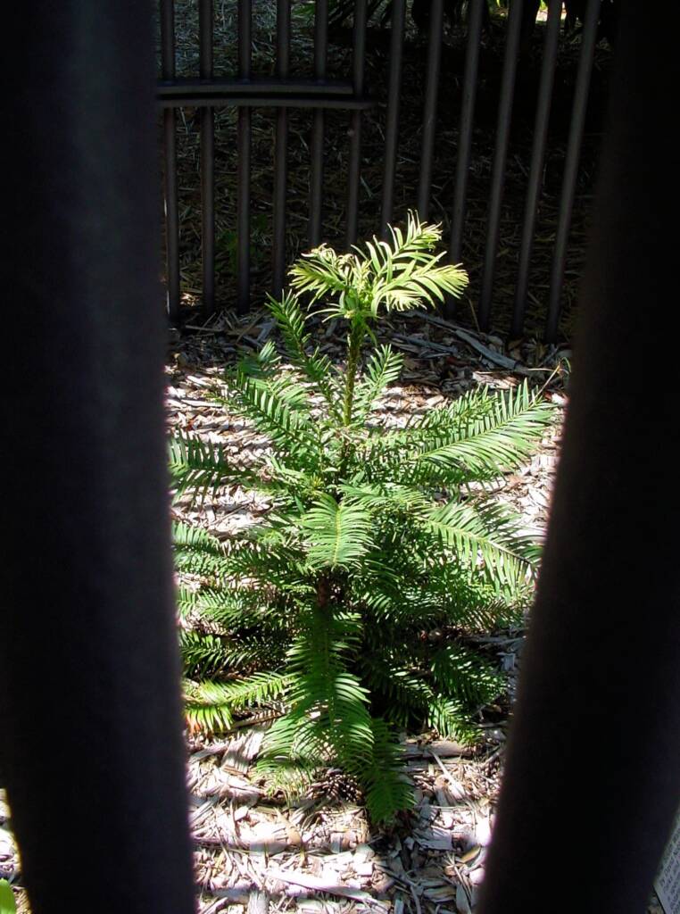 Wollemi Pine (Wollemia nobilis), Royal Botanic Garden Sydney NSW