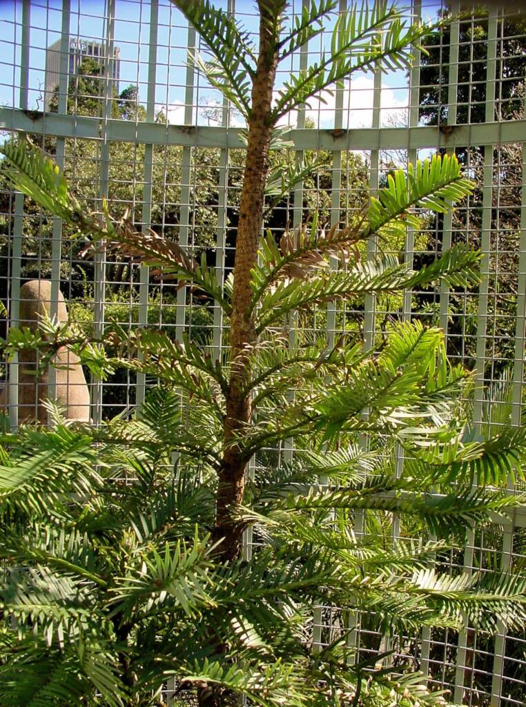 Wollemi Pine (Wollemia nobilis), Royal Botanic Garden Sydney NSW