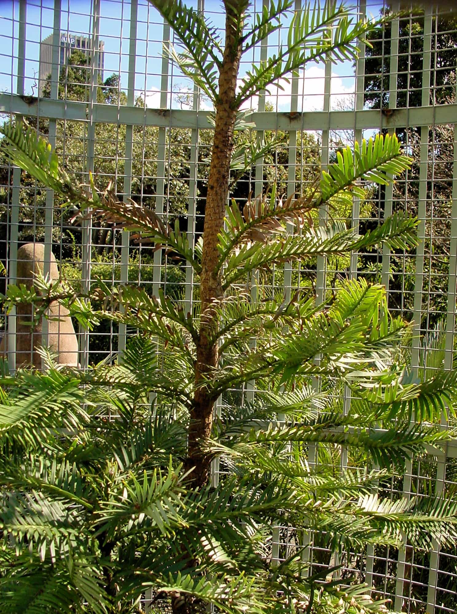 Wollemi Pine (Wollemia nobilis), Royal Botanic Garden Sydney NSW