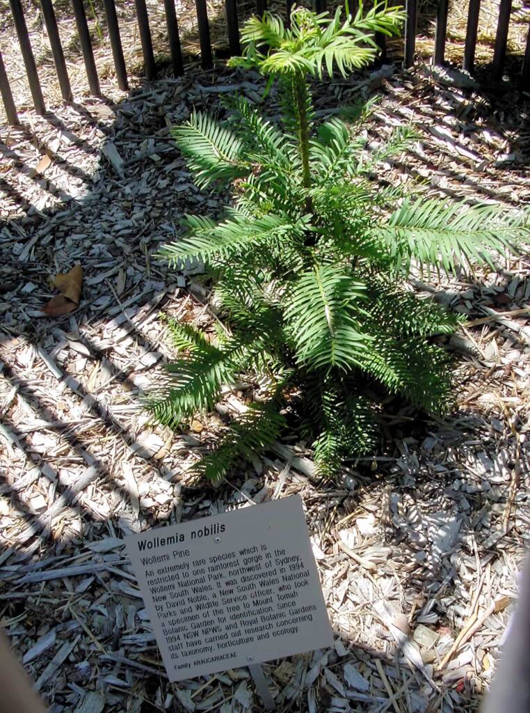 Wollemi Pine (Wollemia nobilis), Royal Botanic Garden Sydney NSW