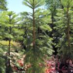 Wollemi Pine (Wollemia nobilis), Blue Mountains Botanic Garden NSW